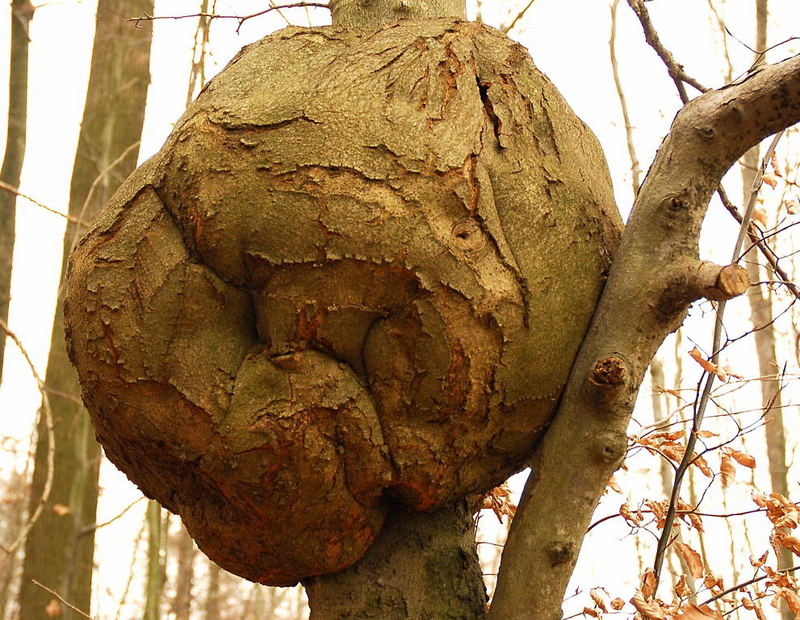 Holzofenbrot am Stock