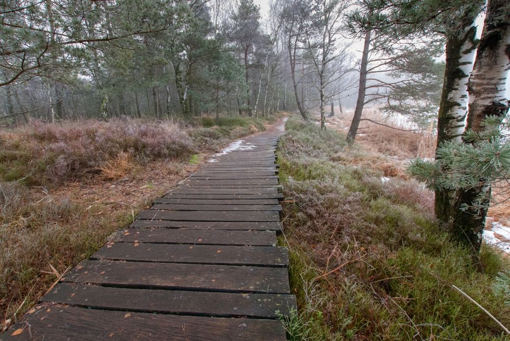 Holzpfad im Wurzacher Ried