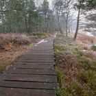 Holzpfad im Wurzacher Ried