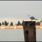 Holzpfähle waren in der Laguna ...