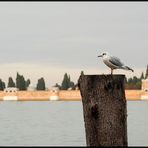 Holzpfähle waren in der Laguna ...