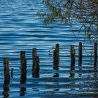  Holzpflöcke im Wasser