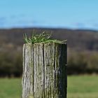 Holzpfosten mit Tuppe...