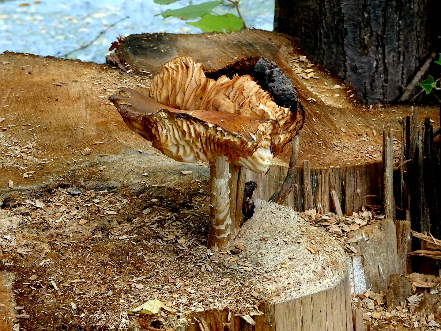 " Holzpilz "