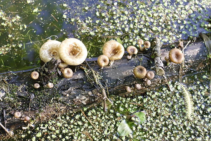 Holzpilze im Wassermoosteppich