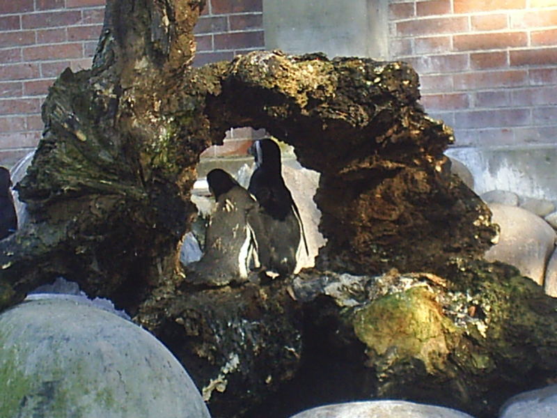 Holzpinguine