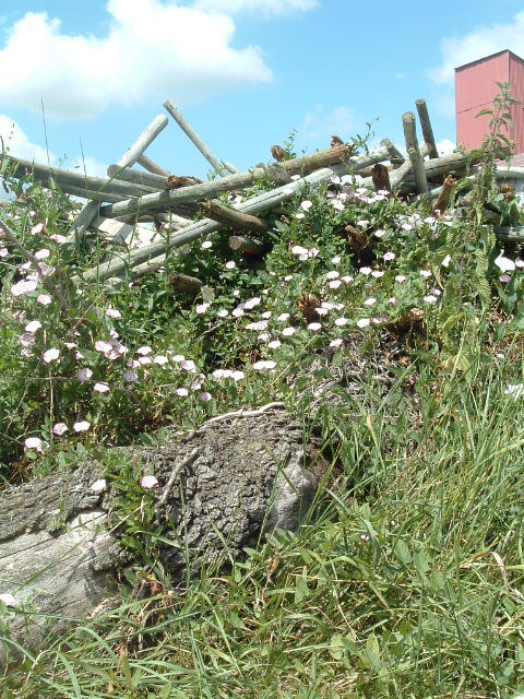 Holzreste verschluckt von Blumen