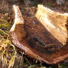 Holzrinne