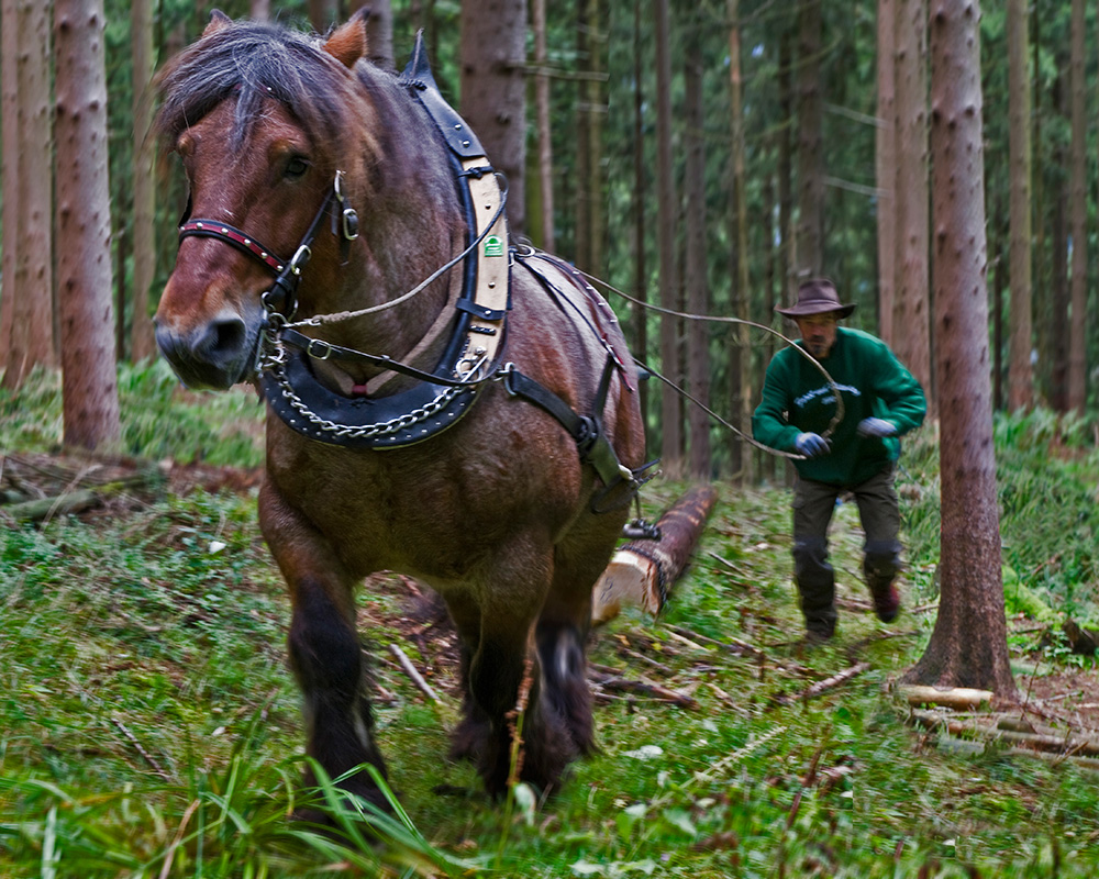 Holzrück-Team