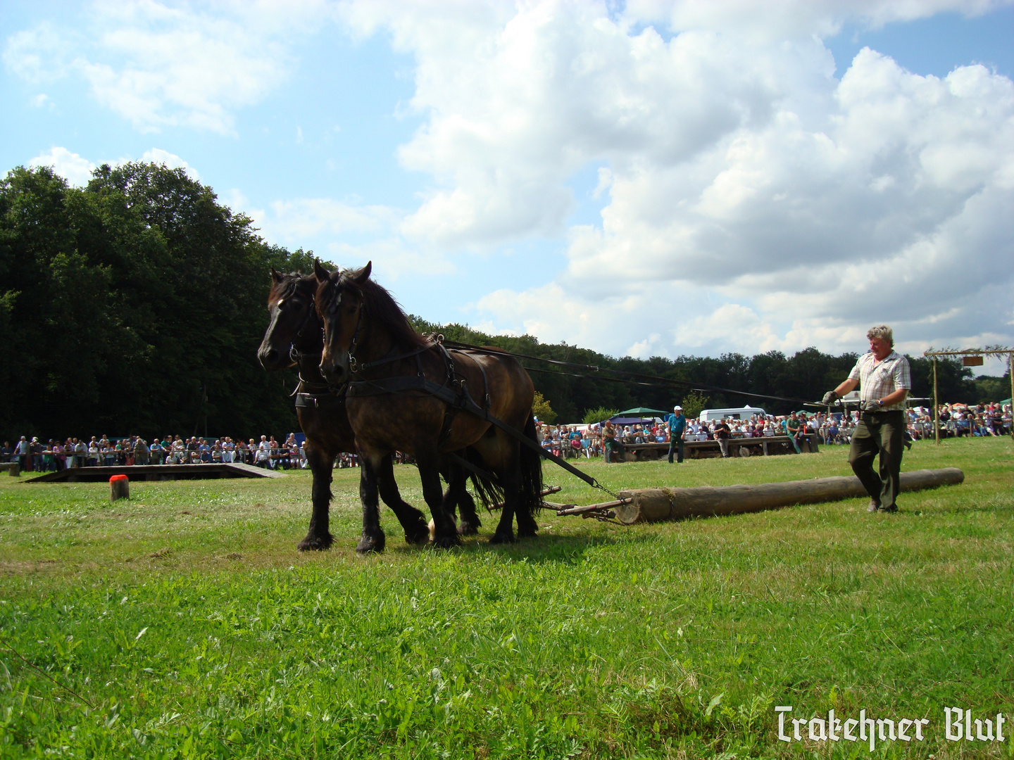 Holzrücken Flechtingen 2012