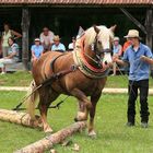 Holzrücken mit Pferden