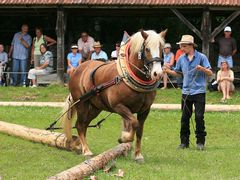 Holzrücken mit Pferden