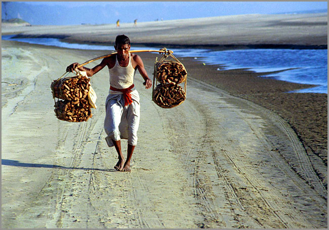 Holzsammler am Strand