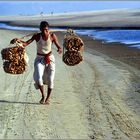 Holzsammler am Strand