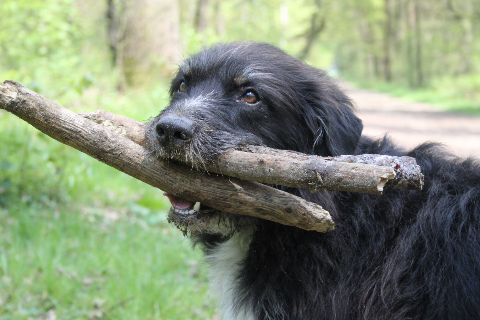 Holzsammler aus Leidenschaft