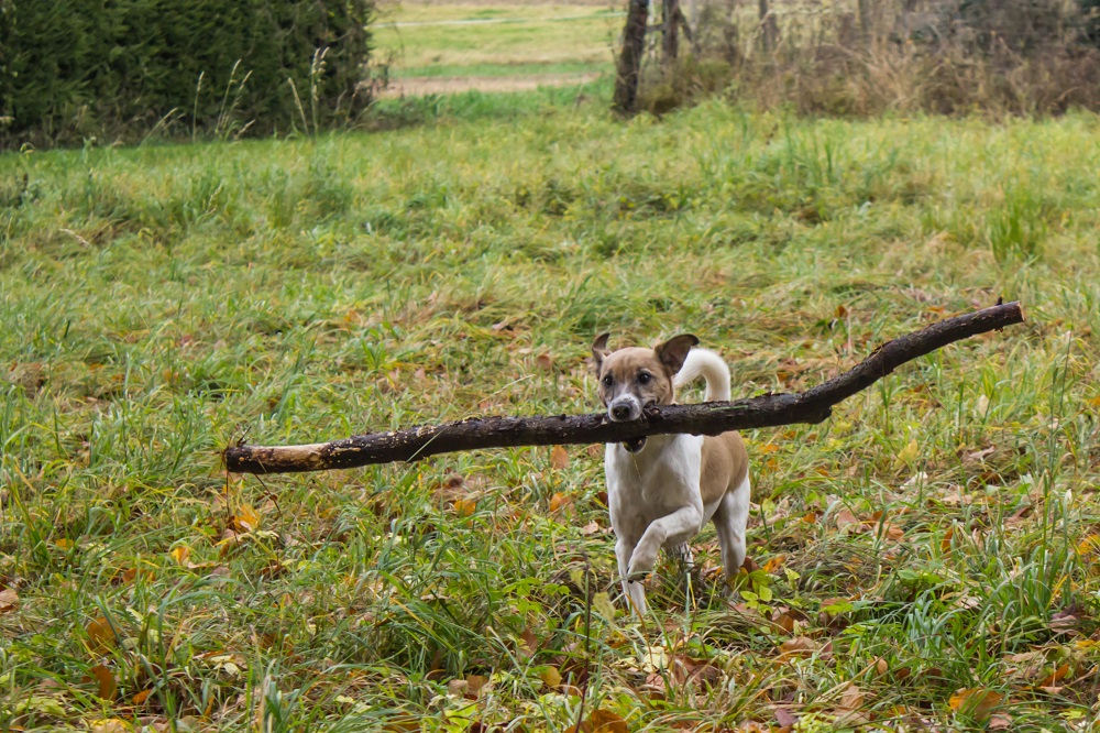 Holzsammler Spirit