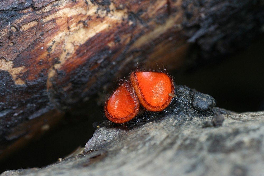 Holzschildborstling 1