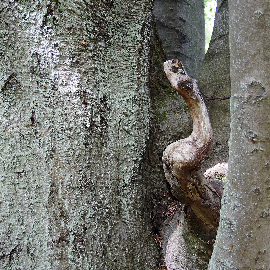 Holzschlange