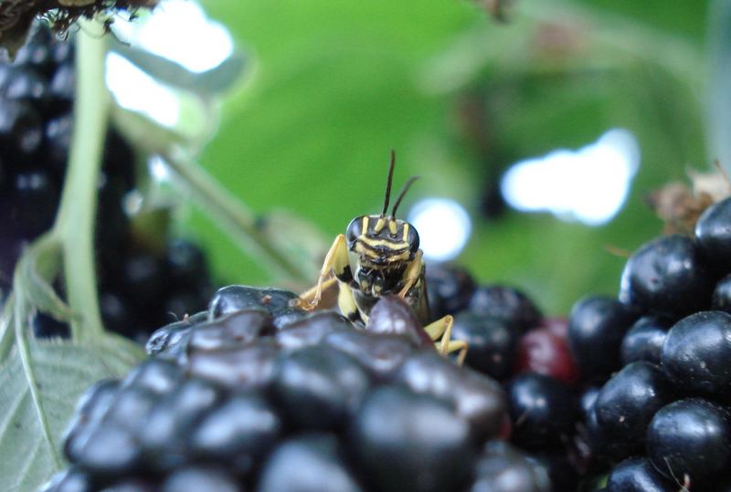 Holzschlupfwespe auf Brombeere