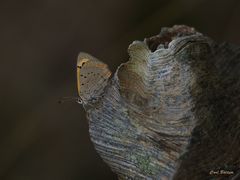 Holzschmuck - Kleiner Feuerfalter