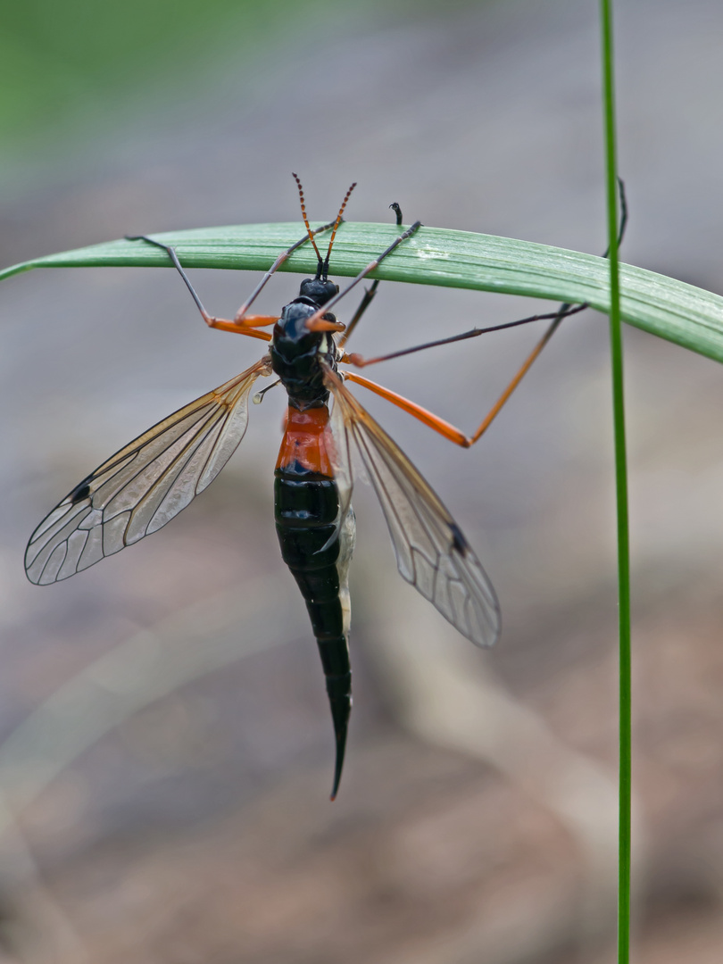 Holzschnake (Tanyptera atrata) 