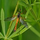 Holzschnake (Tanyptera atrata), Männchen