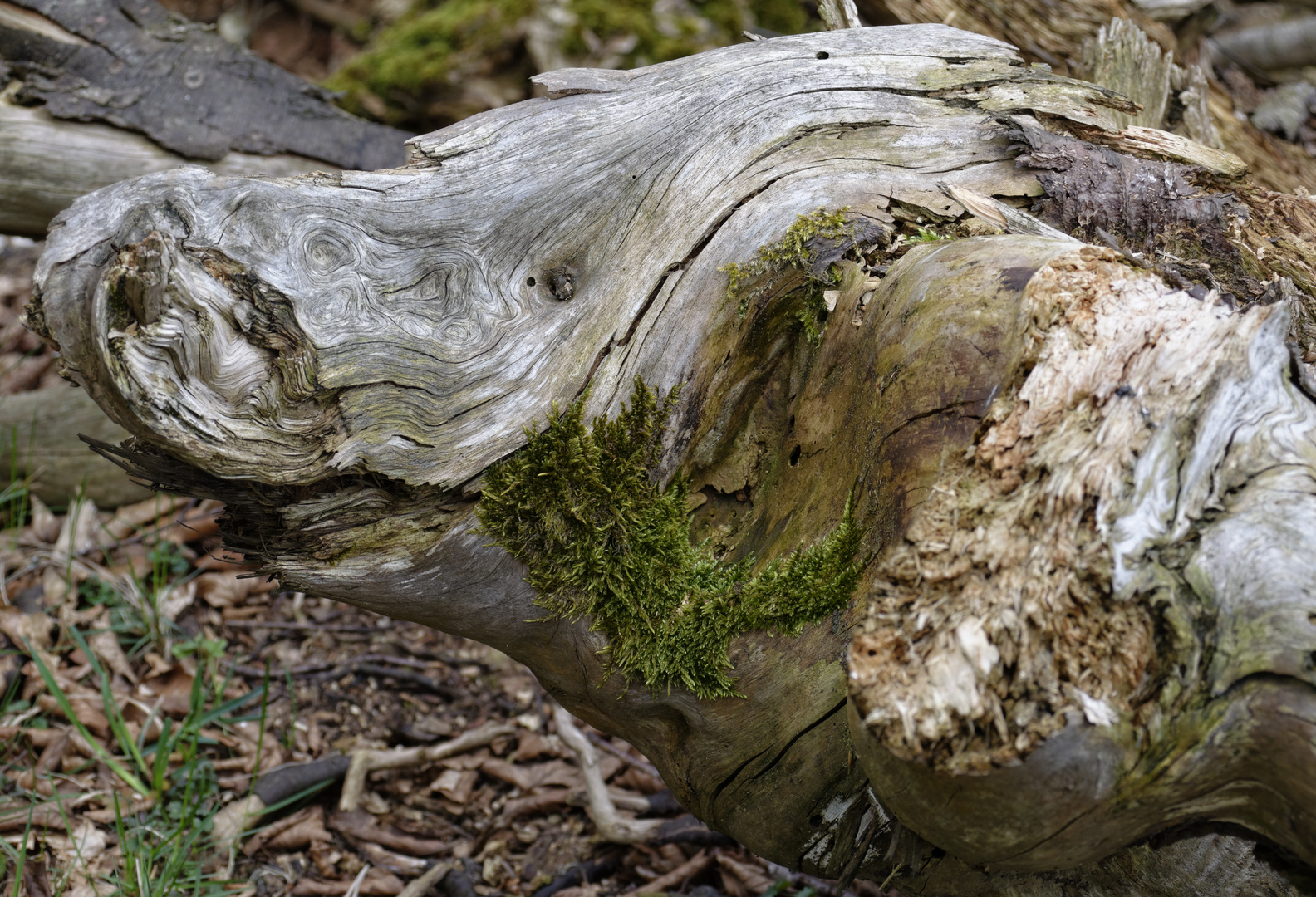 Holzschwein