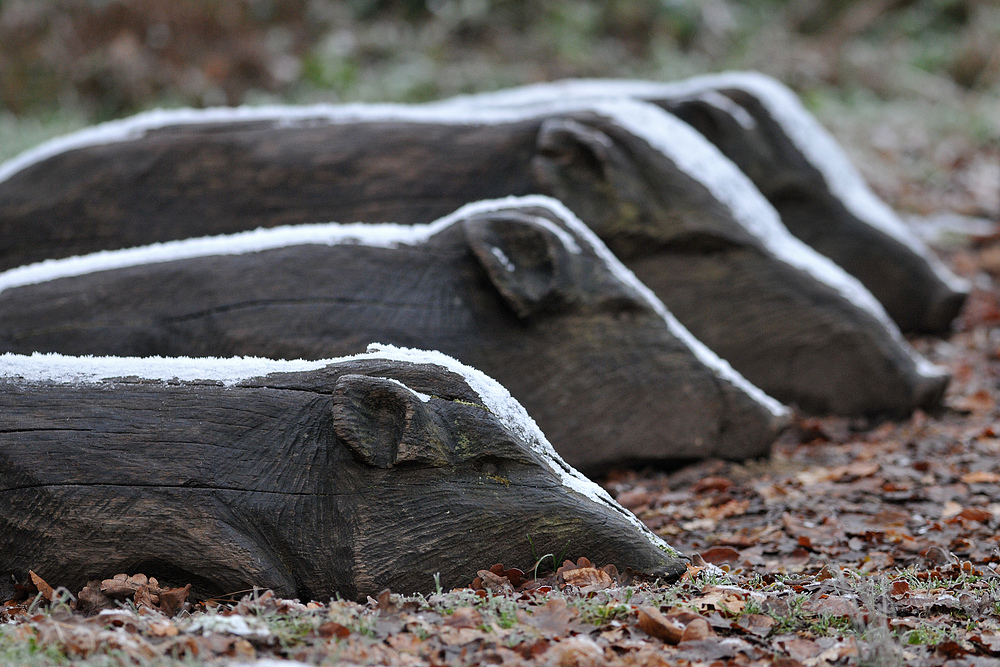 Holzschweine – Glück