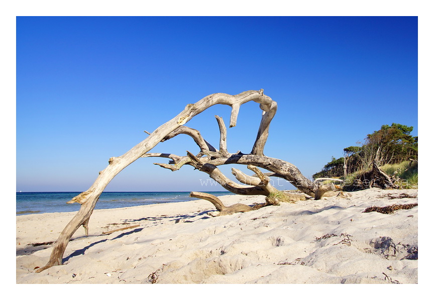 Holzsklulpturen am Strand