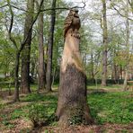 Holzskulptur im Kurpark Bad Liebenwerda