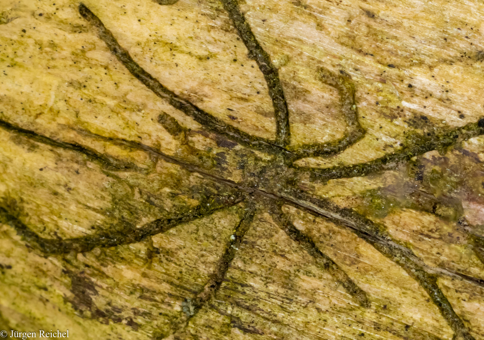 Holzspinne 