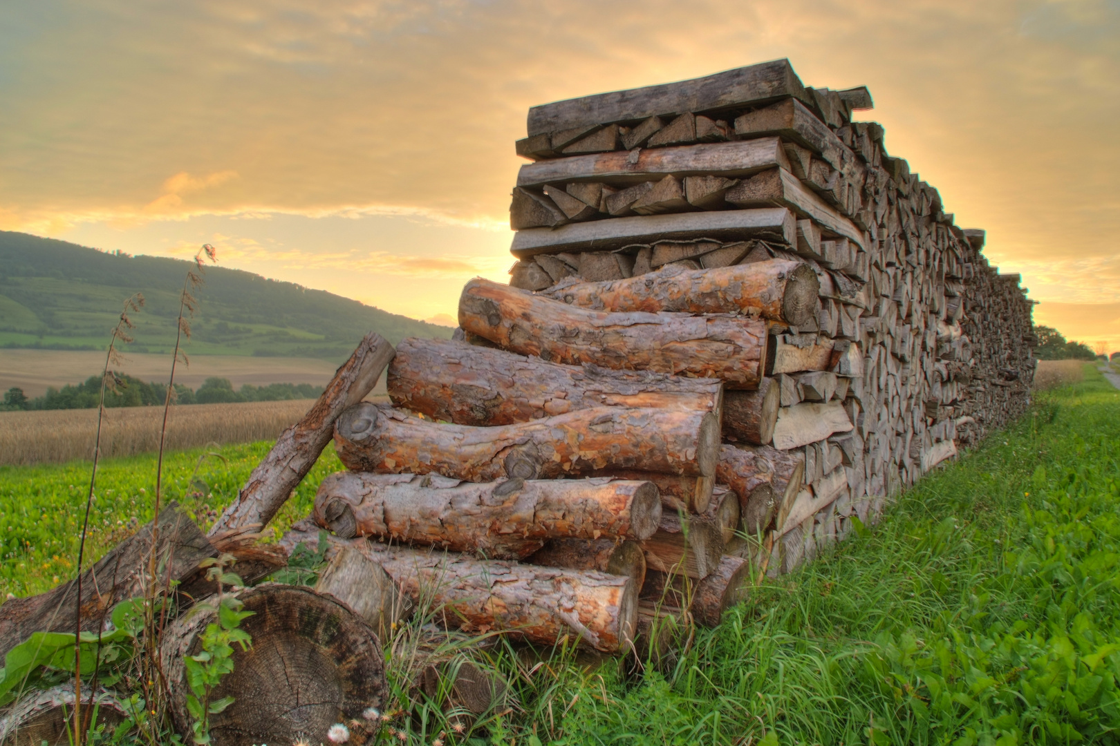 Holzstämme am Morgen in HDR