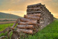 Holzstämme am Morgen in HDR