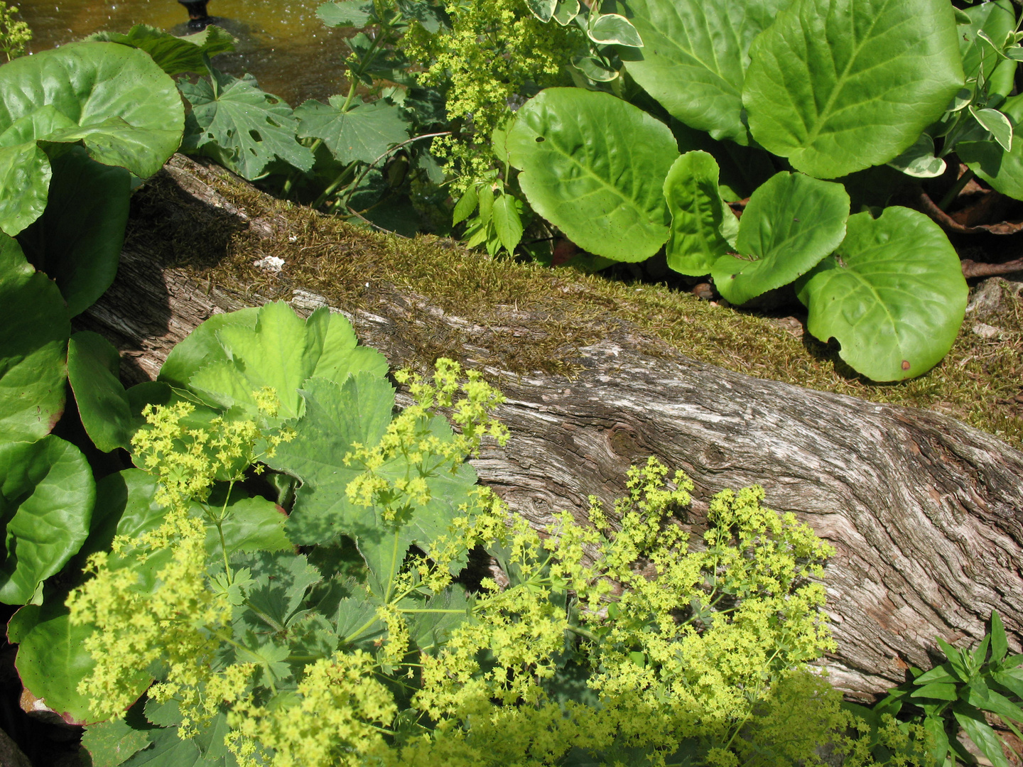 Holzstamm am Teich