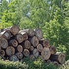 Holzstapel