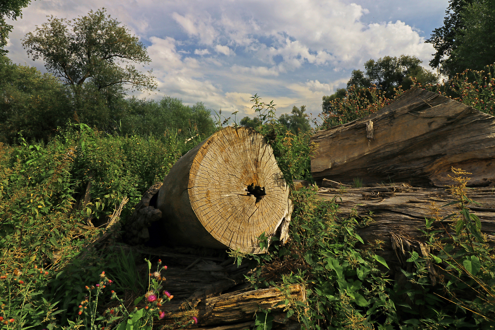 Holzstapel am Fluss