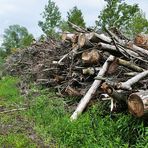 Holzstapel an der Donau 2019