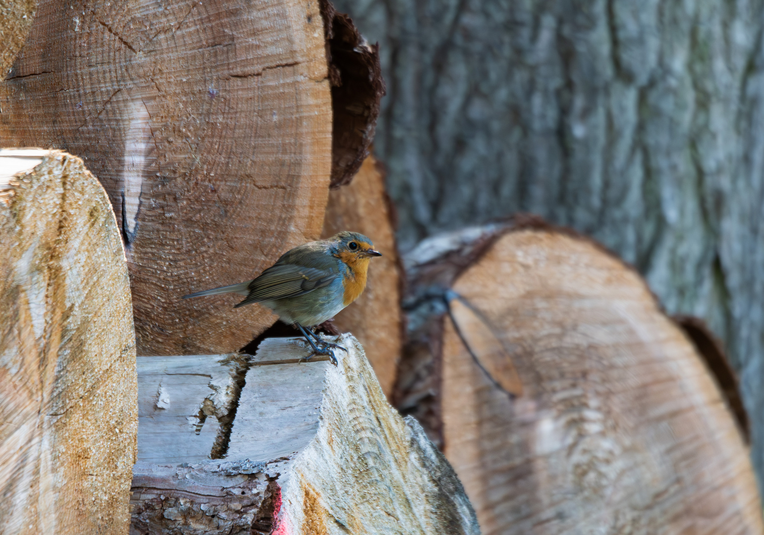 Holzstapel