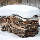 Holzstapel im Wald