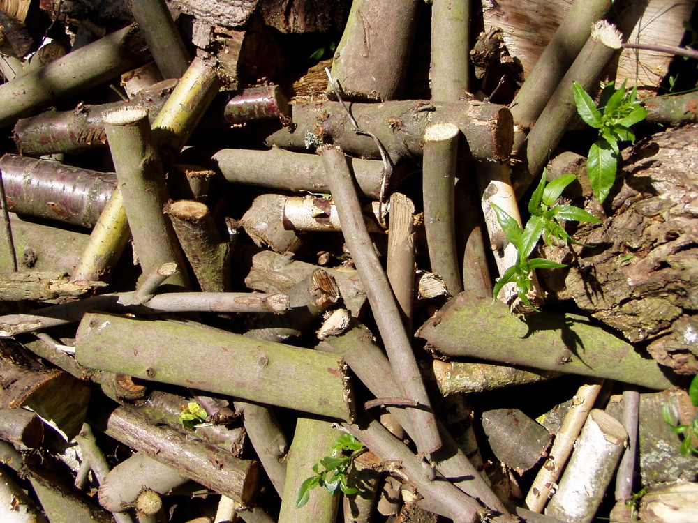 Holzstapel mit Pflanzen