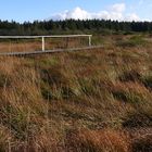 Holzsteg im "Platte Venn"