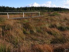 Holzsteg im "Platte Venn"