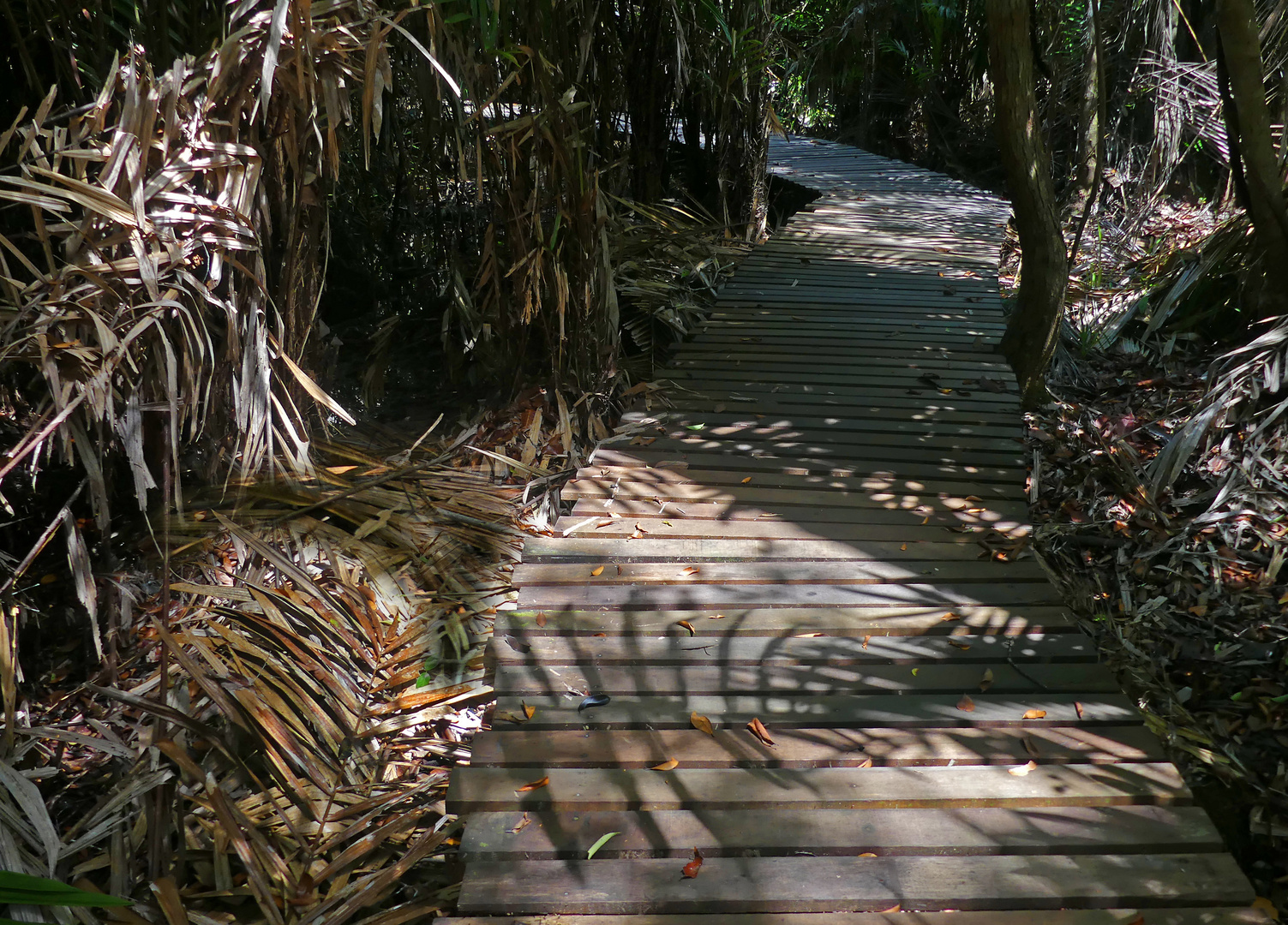 Holzsteg in den Wetlands