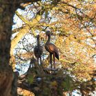 Holzstörche in einem Baum