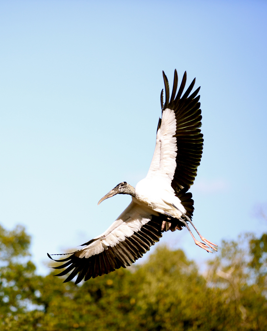 Holzstorch (Mycteria Americana) im Ding Darling National Wildlife Refuge