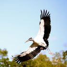 Holzstorch (Mycteria Americana) im Ding Darling National Wildlife Refuge