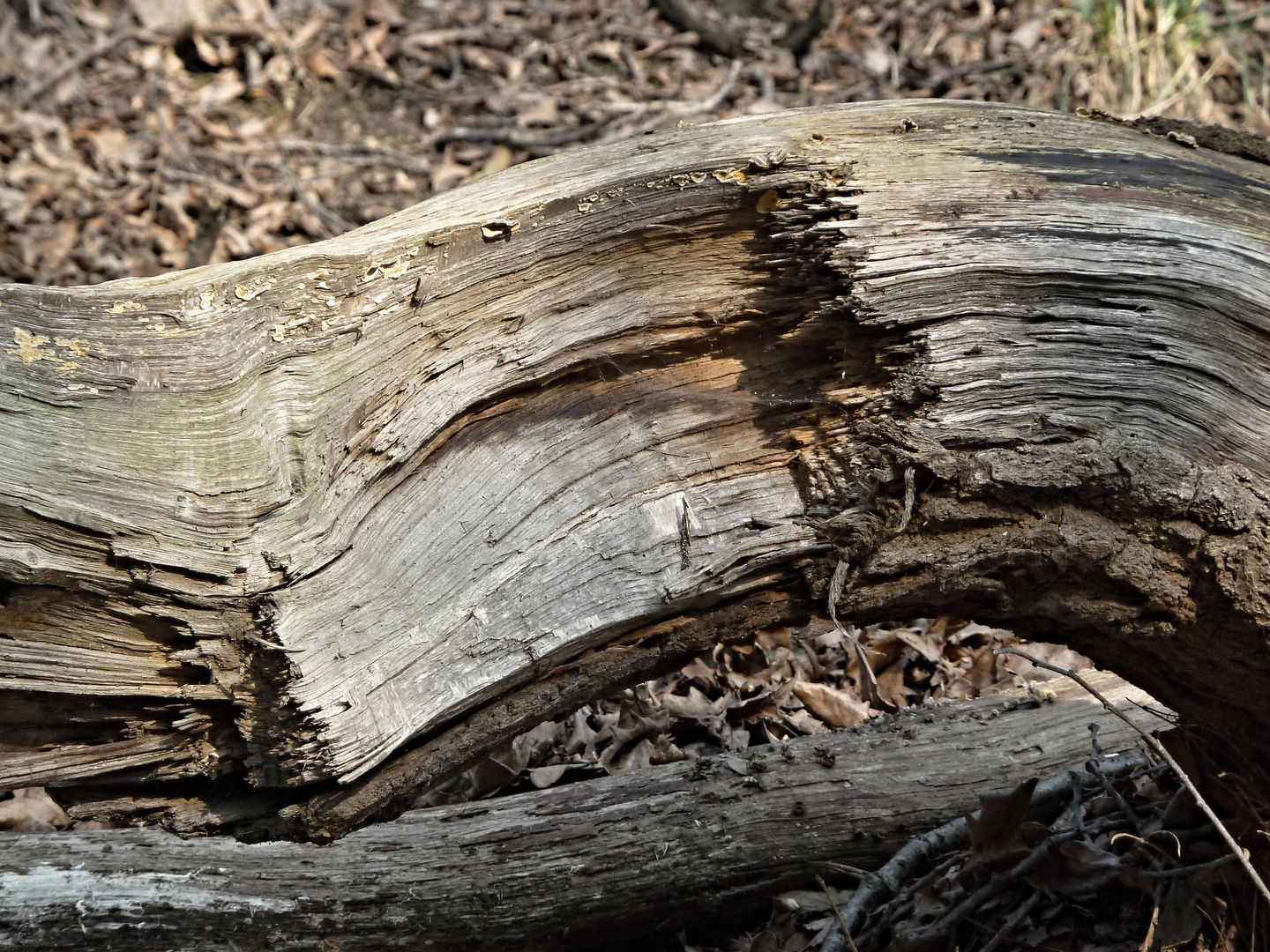 HOLZSTRUKTUR