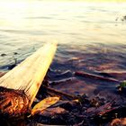 Holzstück im Wasser