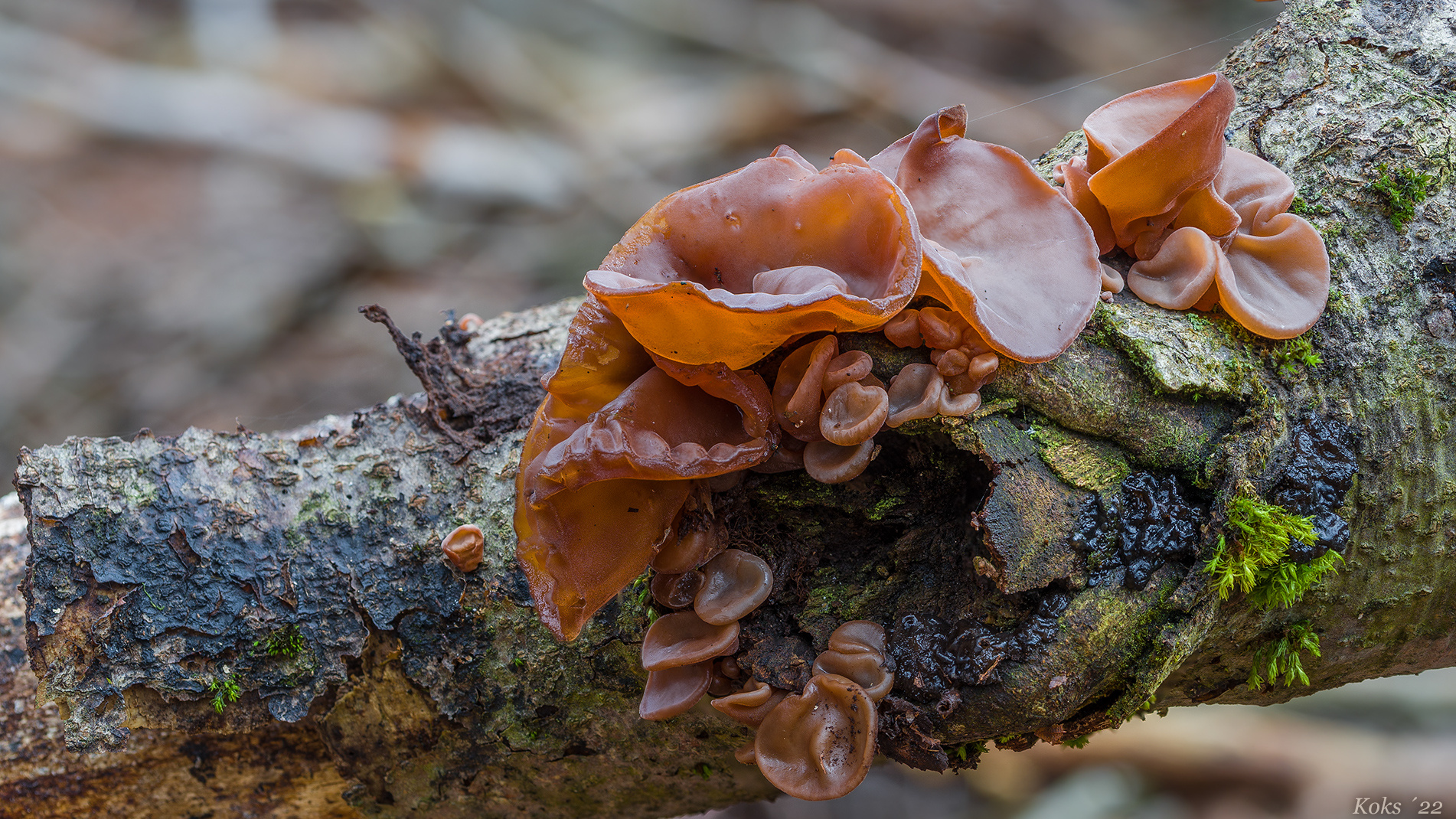 Holzstück mit Knorpel