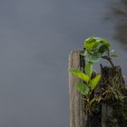 Holzstumpf mit neuen Pflanzen